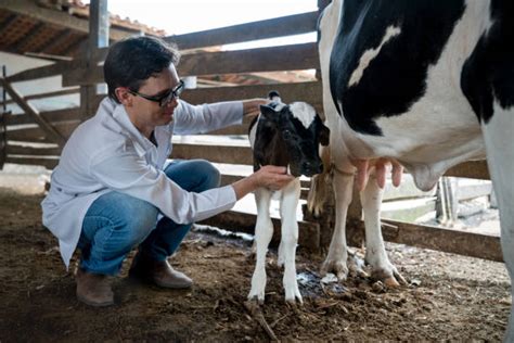 Veterinarian Cow afbeeldingen, beelden en stockfoto's - iStock