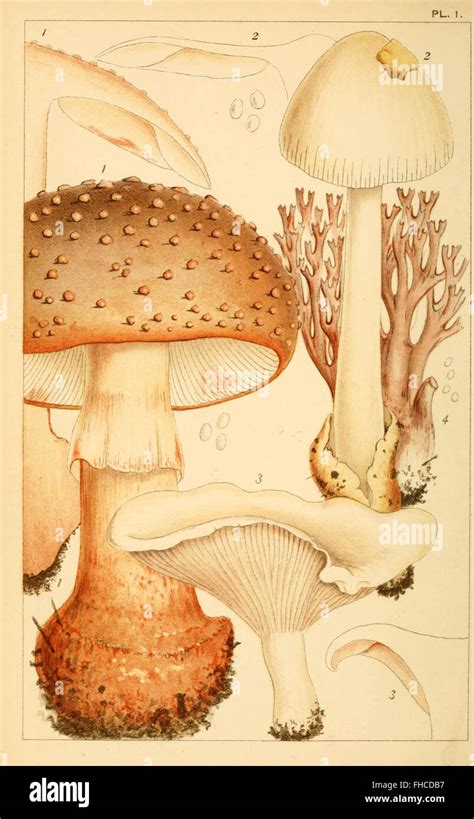 British edible fungi Stock Photo - Alamy