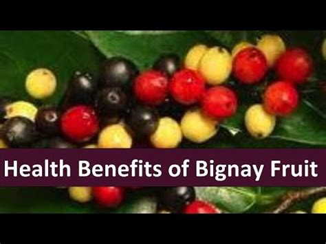 Health Benefits of Bignay Fruit - YouTube