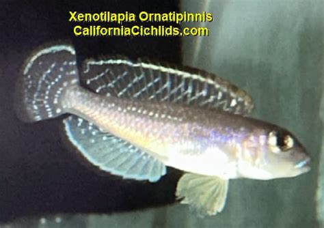 Xenotilapia Ornatipinnis F1 - www.californiacichlids.com