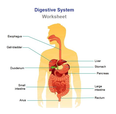 Alimentary Canal Diagram Retail Prices | radio.egerton.ac.ke