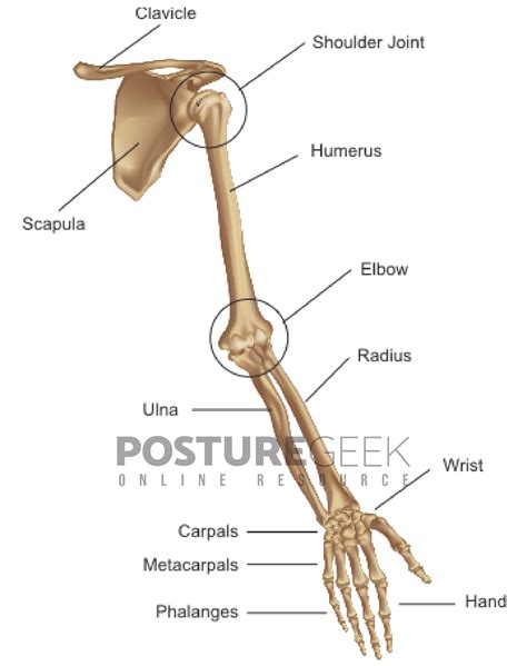 SHOULDER GIRDLE and UPPER EXTREMITY - POSTURE GEEK