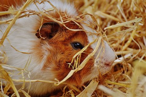 Guinea Pig Care: A Beginner's Guide - PetHelpful