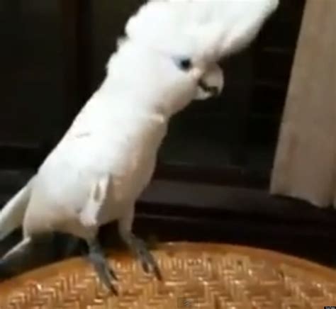 Parrot Dances To 'Gangnam Style' (VIDEO) | HuffPost