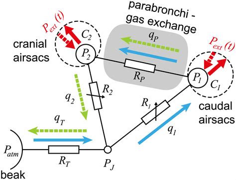 Schematic model of the avian respiratory system. The caudal and cranial ...