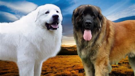 Great Pyrenees vs Leonberger Highlights - YouTube