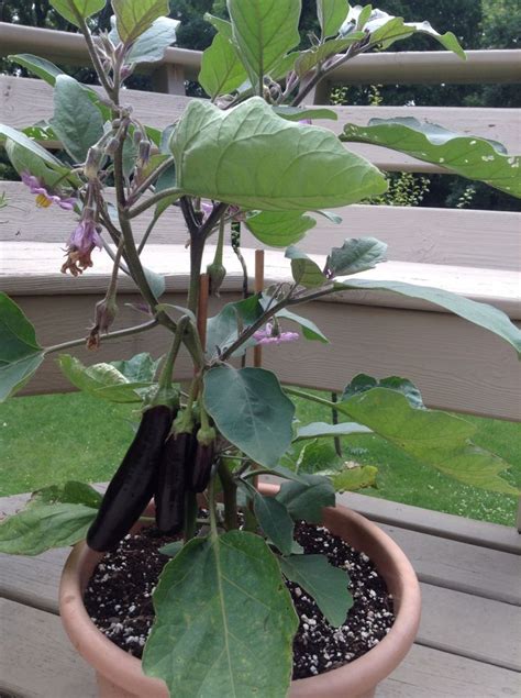 Japanese eggplant grown in a pot. | Plants, Gardening tips, Growing