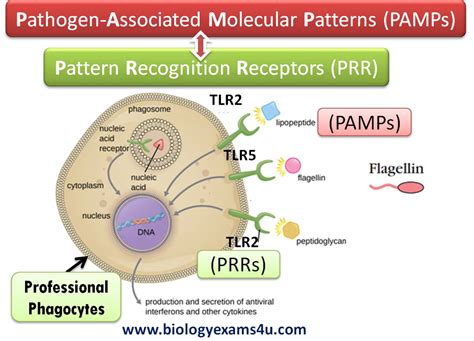 How does Innate immune response recognize pathogens? PRRs and PAMPs