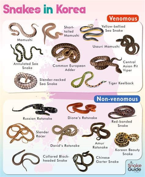 List of Common Venomous and Non-venomous Snakes in Korea with Pictures