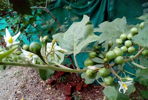 Buy Solanum torvum, turkey berry, anaichundai, malaisundai, sundaikai, சுண்டைக்காய்-Live plant ...