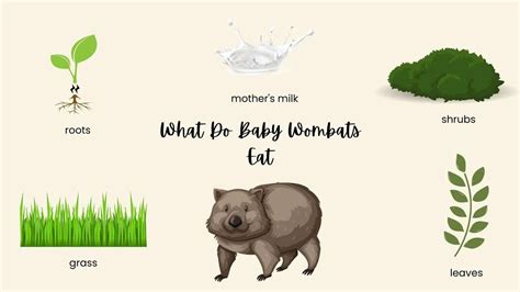 What do baby wombats eat