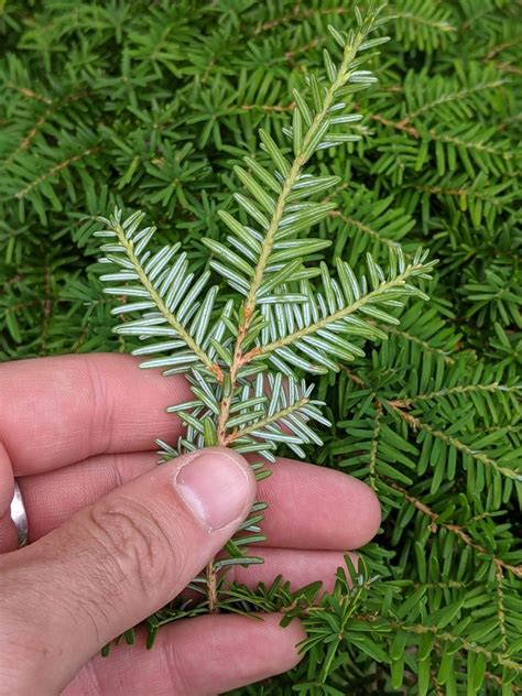 Tsuga heterophylla (Pacific Hemlock, West Coast Hemlock, Western ...