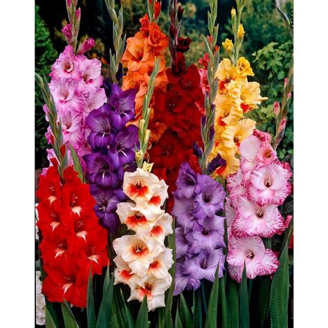 Gladiolus Bulbs fresh healthy bulbs at seedsnpots.com