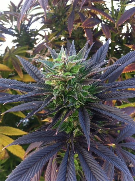 Outdoor bud/grow pics. (share yours!) - Cannabis Cultivation - Growery Message Board