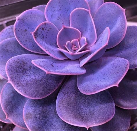 Rare Purple Succulents (100 seeds) | Purple succulents, Succulents ...