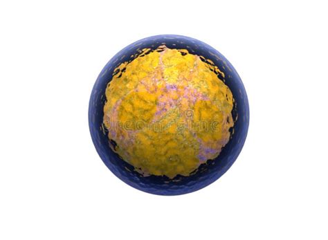 Human Cell or Animal Cell. Nucleolus, Nucleus, 3d Stem Cell. Stock Illustration - Illustration ...