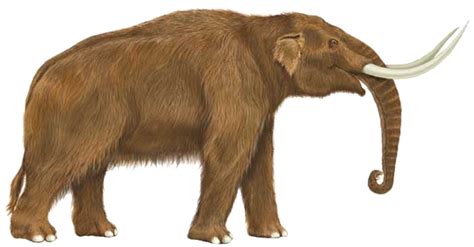 American Mastodon | Dinopedia | Fandom