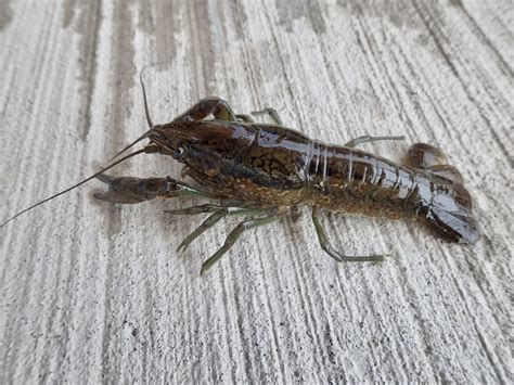 Crayfish species found in Ontario could pose risk to other aquatic life - Cottage Life