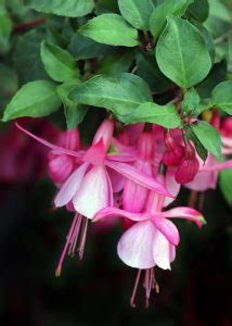 Pruning Fuchsias the Easy Way - Blooming Anomaly