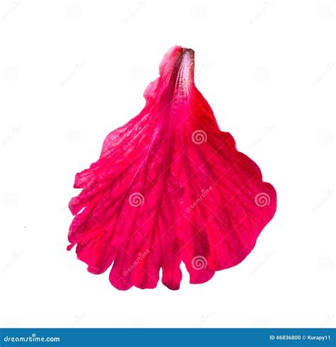 Red Hibiscus Flower Petals Stock Photo - Image: 46836800