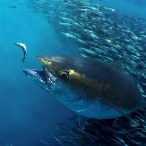 Global Tuna Conservation | The Pew Charitable Trusts