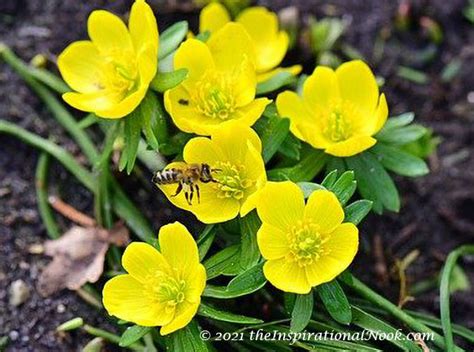 Winter Aconite | Goodbye Winter, Hello Spring