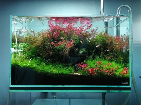 Beautiful aquascape with quality healthy plants. | Freshwater aquarium plants, Aquascape ...