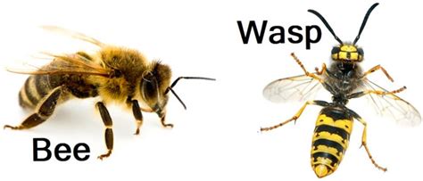 What Features Differentiate Wasps Vs Bees? - Pest Aid