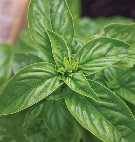 Sweet Basil Seeds – West Coast Seeds