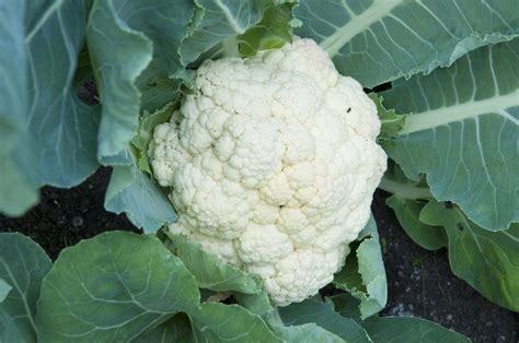 Growing Cauliflower » Tips For Channeling Your Inner Farmer