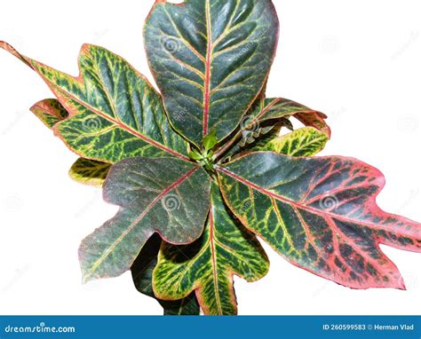 Variegated Croton Plant Isolated on White. Codiaeum Variegatum Stock Image - Image of croton ...