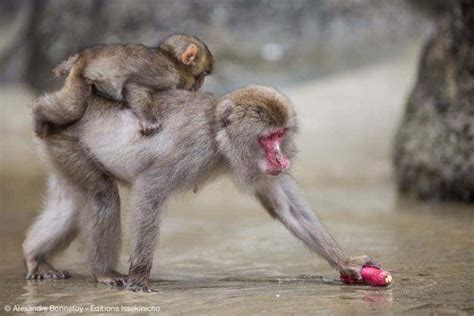 Japanese macaques wash potatoes, ride deer and other human-like behavior. They're also in a lot ...