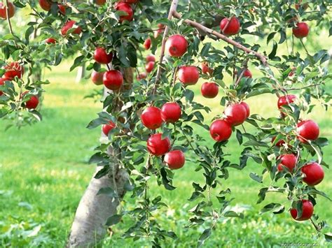 Fertilisation bio des arbres fruitiers : période, engrais naturels