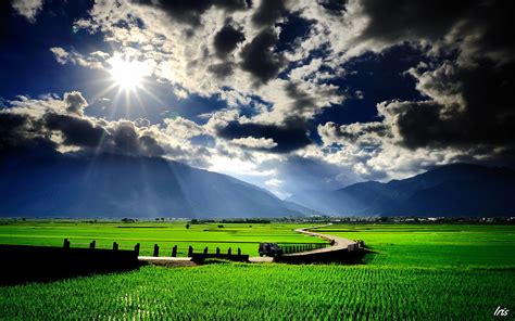 Green Paddy Field Wallpapers - Wallpaper Cave