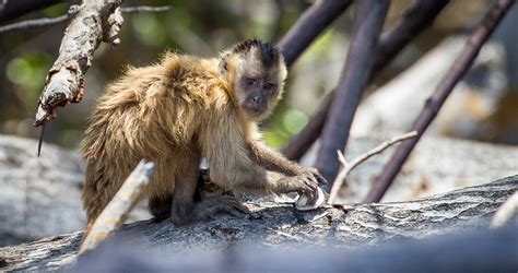 Brazilian Monkeys May Have Long History of Tool Use