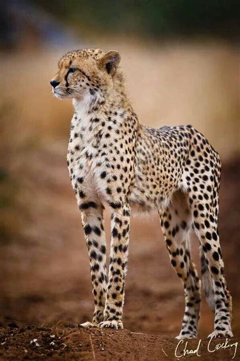 Cheetahs - excellent CHEETAH board HERE! | Serval cats, Animals wild, Big cat species