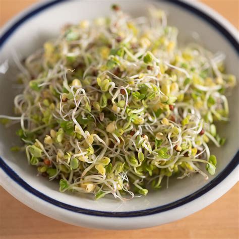 Broccoli - Organic Sprouting Seeds | Johnny's Selected Seeds