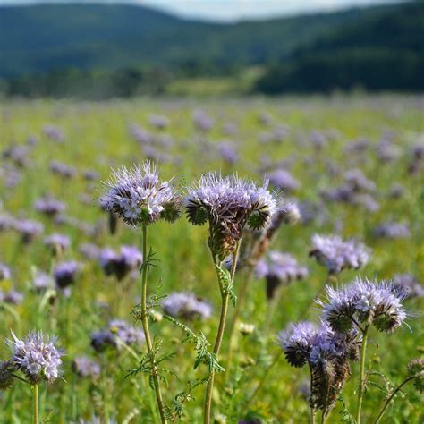 Cover Crop - Phacelia | Sow True Seed