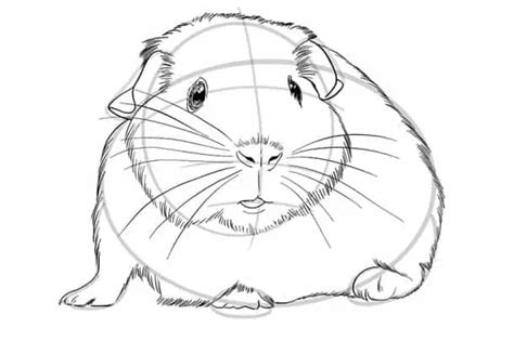 How to Draw a Guinea Pig - A Guinea Pig Drawing Tutorial for Beginners