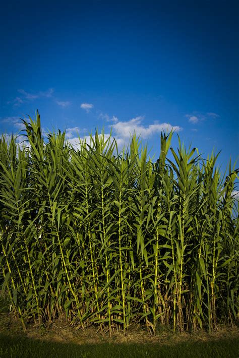 giant reed grass_southwest research center_0007 | Images fro… | Flickr