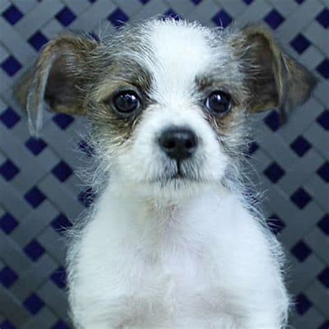 Chihuahua Shih Tzu Mix Dogs (2022) I 13 Things Prospective Owners Need to Know I Dog Snobs