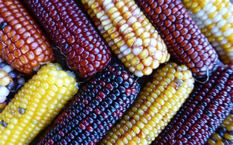 Thanksgiving and the American garden: heritage corn varieties | The ...