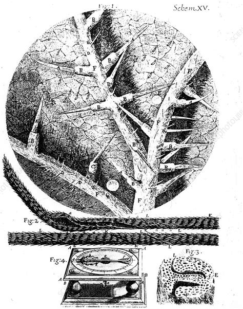 Robert Hooke's Micrographia, 1665 - Stock Image - C045/0906 - Science Photo Library