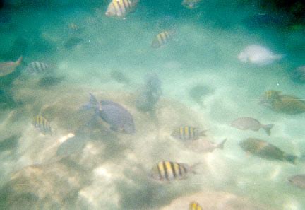 Snorkeling at Xel-Ha