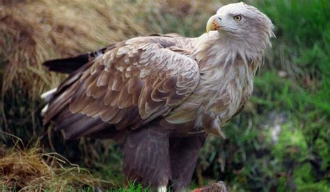 White Tailed Sea Eagle - Lochmaddy - Isle of North Uist - Outer Hebrides