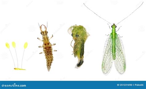 Green Lacewing. Development Stages Stock Photo - Image of native, larva ...