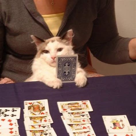 Create meme "cats playing cards, cat poker" - Pictures - Meme-arsenal.com