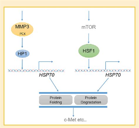 A current model of HSP70 gene activation. In the present study, we... | Download Scientific Diagram