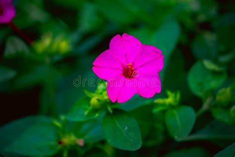 Pink Mirabilis Jalapa Flower Portrait Stock Photo - Image of green ...