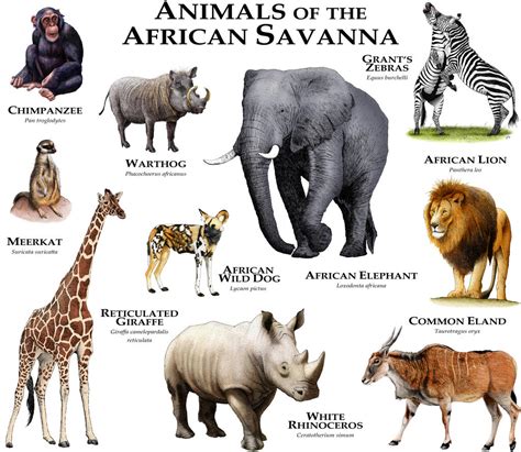 Animals of the African Savanna by rogerdhall on DeviantArt